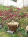 - FOR PICKUP ONLY | Acer palmatum 'Garnet' Japanese Maple | DOES NOT SHIP - Mr Maple │ Buy Japanese Maple Trees