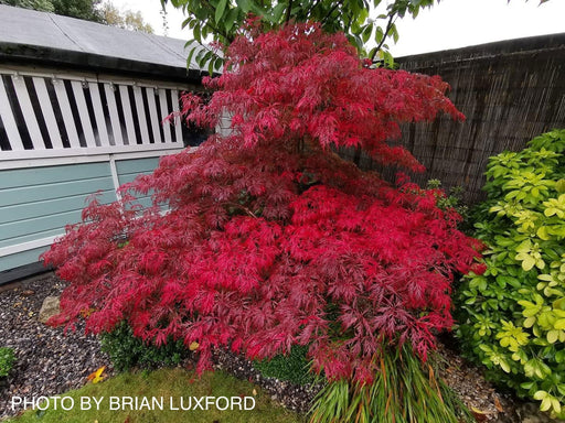 FOR PICKUP ONLY | Acer palmatum 'Garnet' Japanese Maple | DOES NOT SHIP - Mr Maple │ Buy Japanese Maple Trees