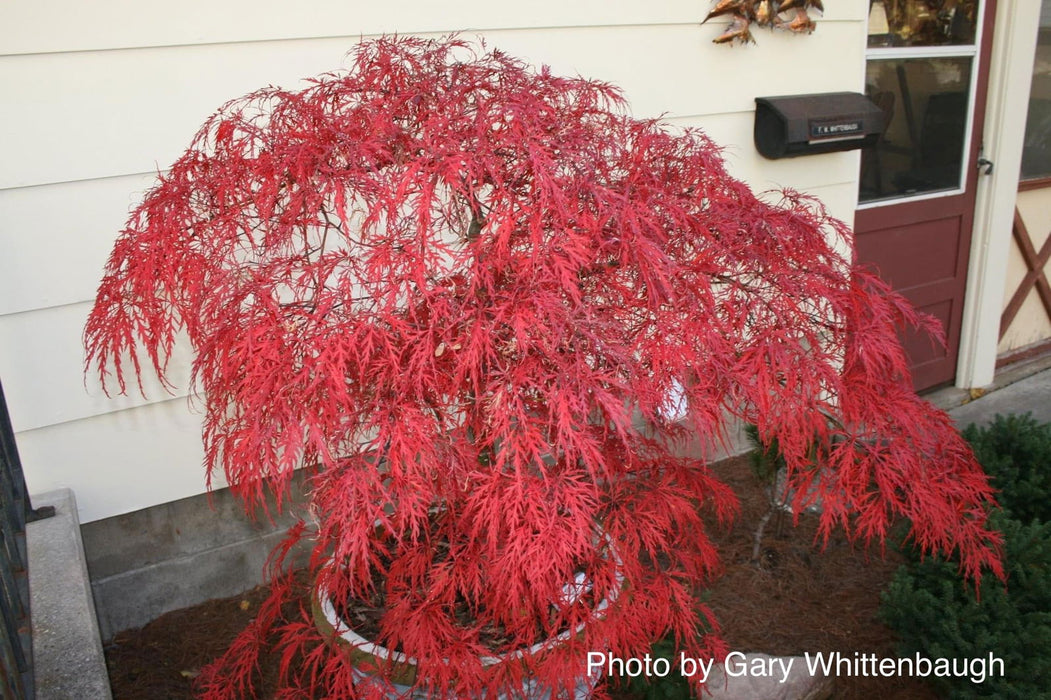 - FOR PICKUP ONLY | Acer palmatum 'Garnet' Japanese Maple | DOES NOT SHIP - Mr Maple │ Buy Japanese Maple Trees