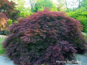 - FOR PICKUP ONLY | Acer palmatum 'Garnet' Japanese Maple | DOES NOT SHIP - Mr Maple │ Buy Japanese Maple Trees
