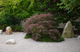 - FOR PICKUP ONLY | Acer palmatum 'Garnet' Japanese Maple | DOES NOT SHIP - Mr Maple │ Buy Japanese Maple Trees