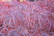 - FOR PICKUP ONLY | Acer palmatum 'Garnet' Japanese Maple | DOES NOT SHIP - Mr Maple │ Buy Japanese Maple Trees