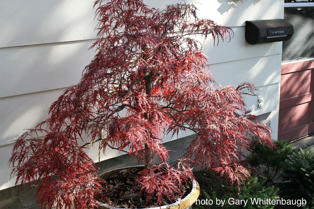 - FOR PICKUP ONLY | Acer palmatum 'Garnet' Japanese Maple | DOES NOT SHIP - Mr Maple │ Buy Japanese Maple Trees