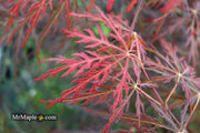 - FOR PICKUP ONLY | Acer palmatum 'Garnet' Japanese Maple | DOES NOT SHIP - Mr Maple │ Buy Japanese Maple Trees