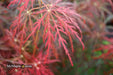 - FOR PICKUP ONLY | Acer palmatum 'Garnet' Japanese Maple | DOES NOT SHIP - Mr Maple │ Buy Japanese Maple Trees