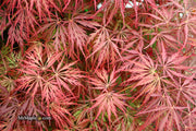 - FOR PICKUP ONLY | Acer palmatum 'Garnet' Japanese Maple | DOES NOT SHIP - Mr Maple │ Buy Japanese Maple Trees