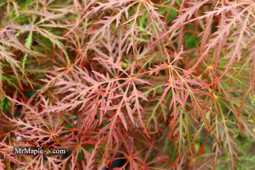 - FOR PICKUP ONLY | Acer palmatum 'Garnet' Japanese Maple | DOES NOT SHIP - Mr Maple │ Buy Japanese Maple Trees