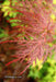 - FOR PICKUP ONLY | Acer palmatum 'Garnet' Japanese Maple | DOES NOT SHIP - Mr Maple │ Buy Japanese Maple Trees