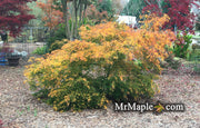 - FOR PICKUP ONLY | Acer palmatum 'Germaine's Gyration' Weeping Japanese Maple | DOES NOT SHIP - Mr Maple │ Buy Japanese Maple Trees