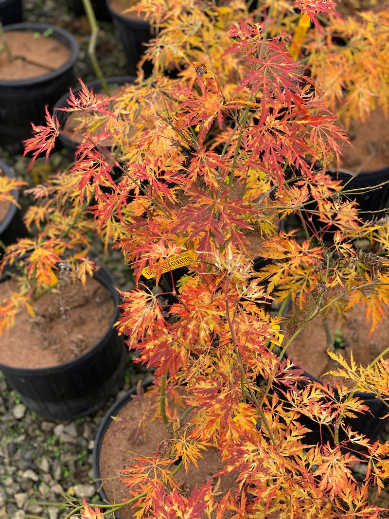 - FOR PICKUP ONLY | Acer palmatum 'Germaine's Gyration' Weeping Japanese Maple | DOES NOT SHIP - Mr Maple │ Buy Japanese Maple Trees