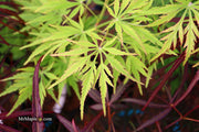 - FOR PICKUP ONLY | Acer palmatum 'Germaine's Gyration' Weeping Japanese Maple | DOES NOT SHIP - Mr Maple │ Buy Japanese Maple Trees