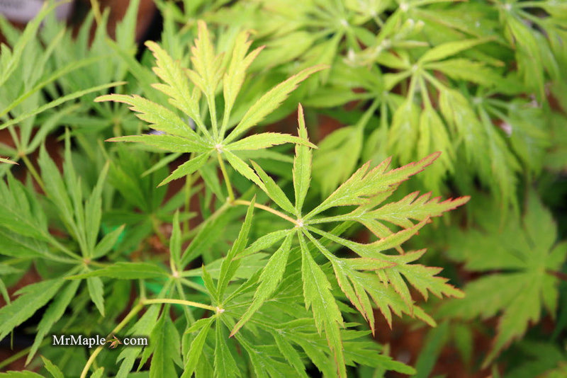 - FOR PICKUP ONLY | Acer palmatum 'Germaine's Gyration' Weeping Japanese Maple | DOES NOT SHIP - Mr Maple │ Buy Japanese Maple Trees
