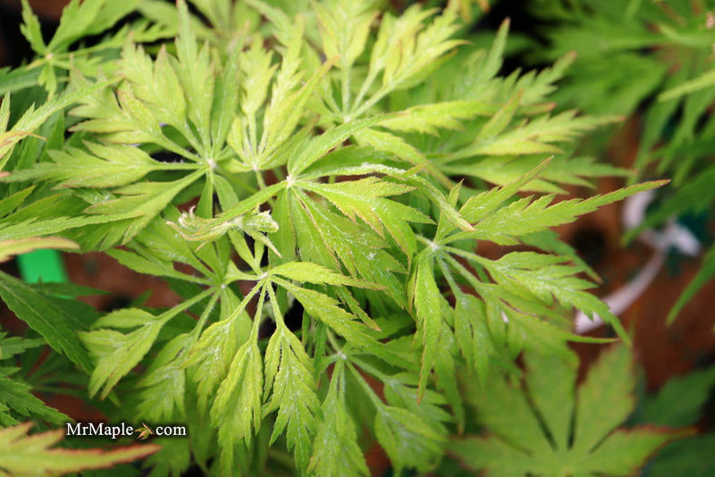 - FOR PICKUP ONLY | Acer palmatum 'Germaine's Gyration' Weeping Japanese Maple | DOES NOT SHIP - Mr Maple │ Buy Japanese Maple Trees