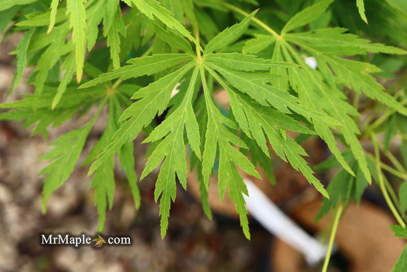 - FOR PICKUP ONLY | Acer palmatum 'Germaine's Gyration' Weeping Japanese Maple | DOES NOT SHIP - Mr Maple │ Buy Japanese Maple Trees