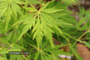 - FOR PICKUP ONLY | Acer palmatum 'Germaine's Gyration' Weeping Japanese Maple | DOES NOT SHIP - Mr Maple │ Buy Japanese Maple Trees