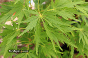 - FOR PICKUP ONLY | Acer palmatum 'Germaine's Gyration' Weeping Japanese Maple | DOES NOT SHIP - Mr Maple │ Buy Japanese Maple Trees