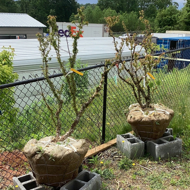 - FOR PICKUP ONLY | Acer palmatum 'Goshiki kotohime' Dwarf Japanese Maple | DOES NOT SHIP - Mr Maple │ Buy Japanese Maple Trees