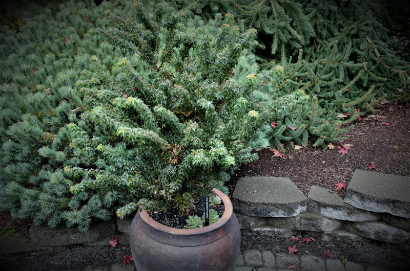 - FOR PICKUP ONLY | Acer palmatum 'Goshiki kotohime' Dwarf Japanese Maple | DOES NOT SHIP - Mr Maple │ Buy Japanese Maple Trees