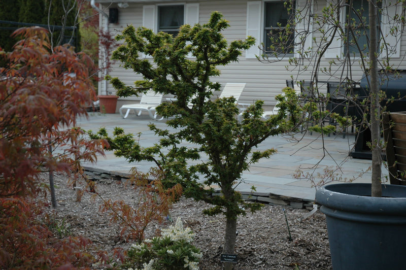 - FOR PICKUP ONLY | Acer palmatum 'Goshiki kotohime' Dwarf Japanese Maple | DOES NOT SHIP - Mr Maple │ Buy Japanese Maple Trees