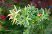 - FOR PICKUP ONLY | Acer palmatum 'Goshiki kotohime' Dwarf Japanese Maple | DOES NOT SHIP - Mr Maple │ Buy Japanese Maple Trees