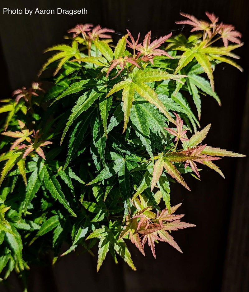 - FOR PICKUP ONLY | Acer palmatum 'Goshiki kotohime' Dwarf Japanese Maple | DOES NOT SHIP - Mr Maple │ Buy Japanese Maple Trees