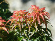 - FOR PICKUP ONLY | Acer palmatum 'Goshiki kotohime' Dwarf Japanese Maple | DOES NOT SHIP - Mr Maple │ Buy Japanese Maple Trees