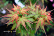- FOR PICKUP ONLY | Acer palmatum 'Goshiki kotohime' Dwarf Japanese Maple | DOES NOT SHIP - Mr Maple │ Buy Japanese Maple Trees