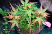 - FOR PICKUP ONLY | Acer palmatum 'Goshiki kotohime' Dwarf Japanese Maple | DOES NOT SHIP - Mr Maple │ Buy Japanese Maple Trees