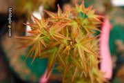- FOR PICKUP ONLY | Acer palmatum 'Goshiki kotohime' Dwarf Japanese Maple | DOES NOT SHIP - Mr Maple │ Buy Japanese Maple Trees