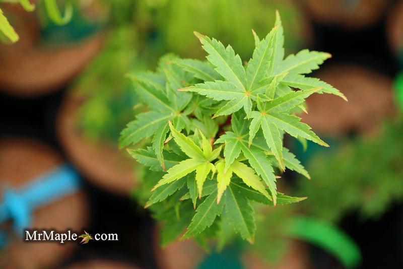 - FOR PICKUP ONLY | Acer palmatum 'Goshiki kotohime' Dwarf Japanese Maple | DOES NOT SHIP - Mr Maple │ Buy Japanese Maple Trees
