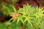 - FOR PICKUP ONLY | Acer palmatum 'Goshiki kotohime' Dwarf Japanese Maple | DOES NOT SHIP - Mr Maple │ Buy Japanese Maple Trees