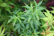 - FOR PICKUP ONLY | Acer palmatum 'Goshiki kotohime' Dwarf Japanese Maple | DOES NOT SHIP - Mr Maple │ Buy Japanese Maple Trees