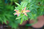 - FOR PICKUP ONLY | Acer palmatum 'Goshiki kotohime' Dwarf Japanese Maple | DOES NOT SHIP - Mr Maple │ Buy Japanese Maple Trees