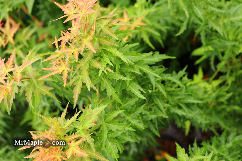 - FOR PICKUP ONLY | Acer palmatum 'Goshiki kotohime' Dwarf Japanese Maple | DOES NOT SHIP - Mr Maple │ Buy Japanese Maple Trees