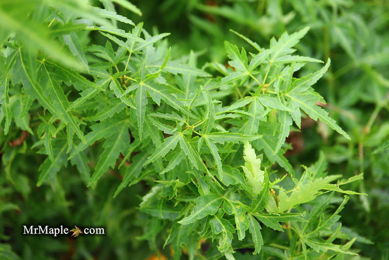 - FOR PICKUP ONLY | Acer palmatum 'Goshiki kotohime' Dwarf Japanese Maple | DOES NOT SHIP - Mr Maple │ Buy Japanese Maple Trees
