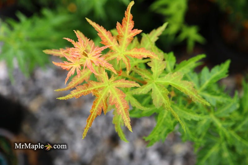 - FOR PICKUP ONLY | Acer palmatum 'Goshiki kotohime' Dwarf Japanese Maple | DOES NOT SHIP - Mr Maple │ Buy Japanese Maple Trees
