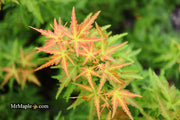 - FOR PICKUP ONLY | Acer palmatum 'Goshiki kotohime' Dwarf Japanese Maple | DOES NOT SHIP - Mr Maple │ Buy Japanese Maple Trees