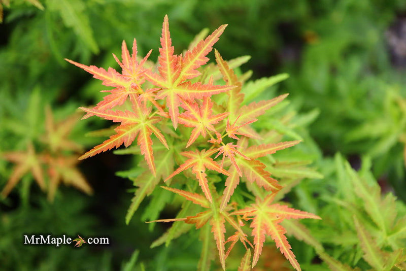 - FOR PICKUP ONLY | Acer palmatum 'Goshiki kotohime' Dwarf Japanese Maple | DOES NOT SHIP - Mr Maple │ Buy Japanese Maple Trees