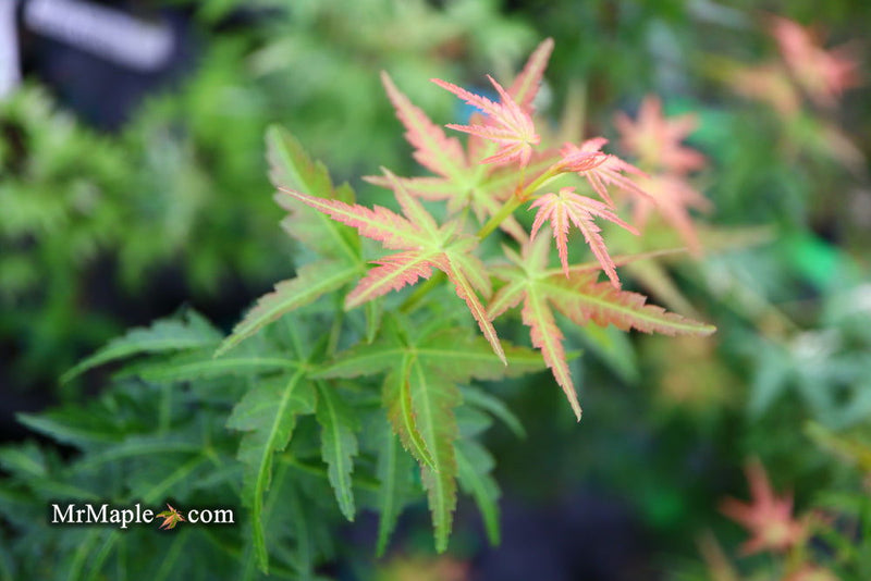 - FOR PICKUP ONLY | Acer palmatum 'Goshiki kotohime' Dwarf Japanese Maple | DOES NOT SHIP - Mr Maple │ Buy Japanese Maple Trees