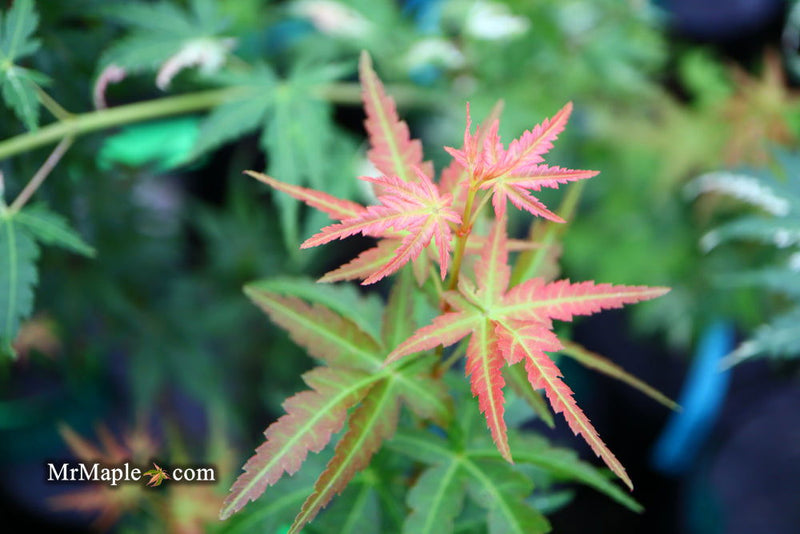 - FOR PICKUP ONLY | Acer palmatum 'Goshiki kotohime' Dwarf Japanese Maple | DOES NOT SHIP - Mr Maple │ Buy Japanese Maple Trees