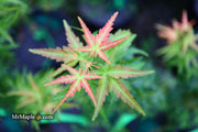 - FOR PICKUP ONLY | Acer palmatum 'Goshiki kotohime' Dwarf Japanese Maple | DOES NOT SHIP - Mr Maple │ Buy Japanese Maple Trees