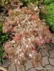 - FOR PICKUP ONLY | Acer palmatum 'Goshiki shidare' Japanese Maple | DOES NOT SHIP - Mr Maple │ Buy Japanese Maple Trees