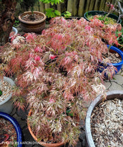 - FOR PICKUP ONLY | Acer palmatum 'Goshiki shidare' Japanese Maple | DOES NOT SHIP - Mr Maple │ Buy Japanese Maple Trees