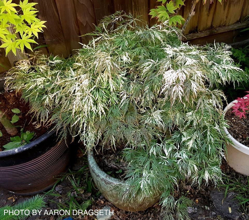 - FOR PICKUP ONLY | Acer palmatum 'Goshiki shidare' Japanese Maple | DOES NOT SHIP - Mr Maple │ Buy Japanese Maple Trees