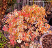 - FOR PICKUP ONLY | Acer palmatum 'Goshiki shidare' Japanese Maple | DOES NOT SHIP - Mr Maple │ Buy Japanese Maple Trees