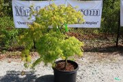 - FOR PICKUP ONLY | Acer palmatum 'Green Spider' Japanese Maple | DOES NOT SHIP - Mr Maple │ Buy Japanese Maple Trees