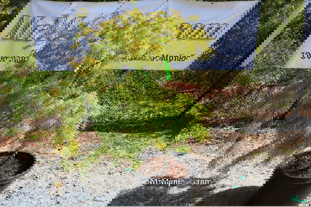 Buy Acer palmatum 'Green Spider' Japanese Maple — Mr Maple │ Buy