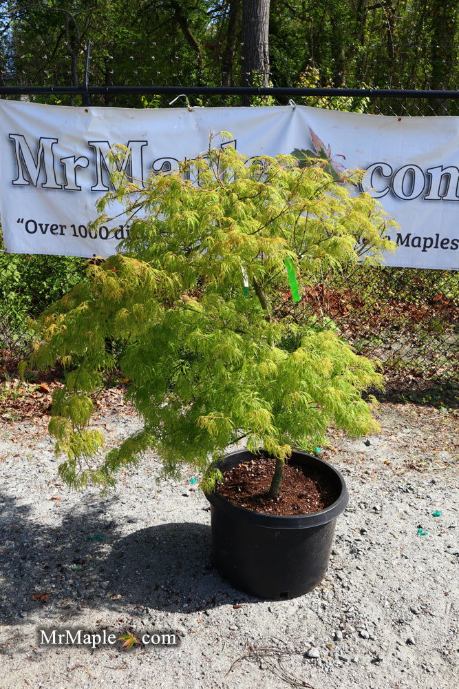 Buy Acer palmatum 'Green Spider' Japanese Maple — Mr Maple │ Buy