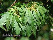 - FOR PICKUP ONLY | Acer palmatum 'Hagoromo' Angel Feather Japanese Maple | DOES NOT SHIP - Mr Maple │ Buy Japanese Maple Trees
