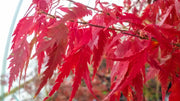 - FOR PICKUP ONLY | Acer palmatum 'Hagoromo' Angel Feather Japanese Maple | DOES NOT SHIP - Mr Maple │ Buy Japanese Maple Trees